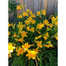 Loose Tank Top for women: Yellow Lily Design (Regular)