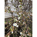 Crop Top for Women: Flowery Tree/Fence